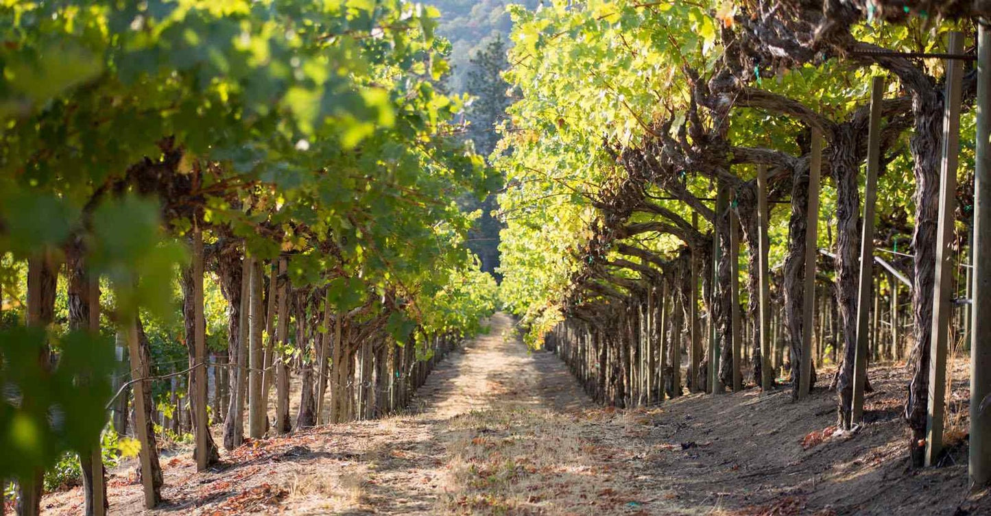 US【赤 辛口】ゲイト カルベネ ソーヴィニョン ナパ. / GAIT CABERNET SAUVIGNON RESERVE NAPA