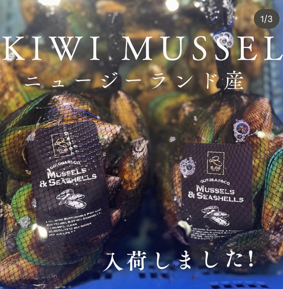 5108セレクト 活ムール貝 ニュージーランド産 KIWI MUSSEL】Lサイズ １kg （貝数入20-25粒程度） – Gotobar  Store｜ゴトバーストア